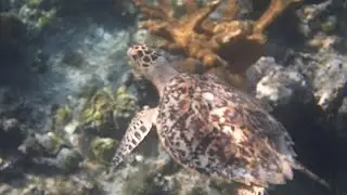 Baby Sea Turtle