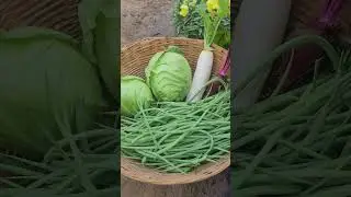 Organic vegetables and fruits collected.