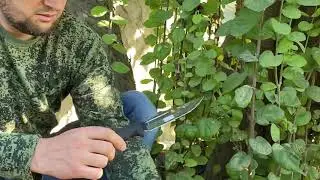 Кизлярский нож Ш4 СтальAUS-8 от ООО ПП КИЗЛЯР