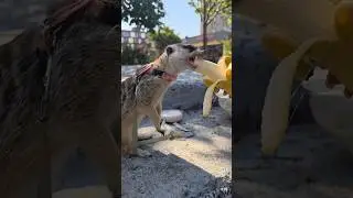 Бананчик из пятерочки