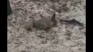 Белка