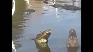 Timsahlar Kur Dansı Yapıp Ördeği Yiyorlar