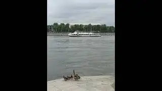 Семейство уток в Москве-реке
