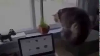 Чудовище за окном