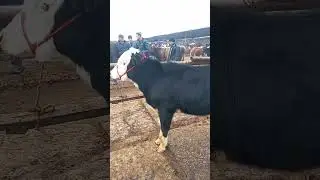#молбозор