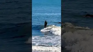 Hanging ten on my longboard surfboard in Capitola🦶🦶 #HangTen #NoseRider #LongboardSurfing #Surfer