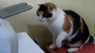 Katze Vs. Drucker (lustig!!!)