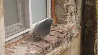 Cat Wants Pigeonnnn