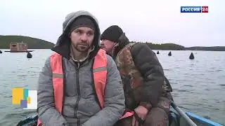 Лоухский район  Поселок Чупа  Мидии Шкуринский