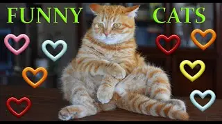 Funny Cats ❤️ So Cuteeeee:))
