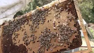 Plastik Kutuda Gelen 8 Çerçeveli Arının Aktarımı
