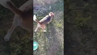 С Лордом на прогулке7#beagle#Lord#бигль#Лорд