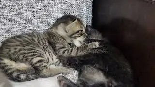 Tiny Kitten Licking Its Sister. Adorable and Touching Video