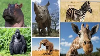 Animais Herbivoros - Horse - Cow - sheep - elephant - giraffe - Sons Dos Animais