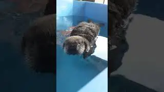 Rescued baby sea otter Joey in his 