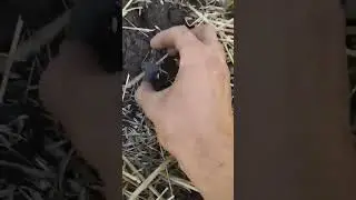 Хрест