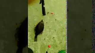 Малек-Гаврик по Камбале и Наваге.