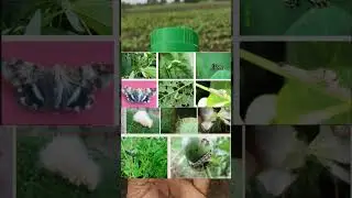 Emamectin Benzoate 5% || #a2zfarming ||#a2zfarmingshorts ||