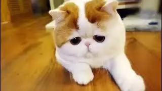 ТОП 10 ГРУСТНЫХ КОТОВ🙀