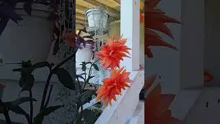 Карамельный георгин # сад #shorts