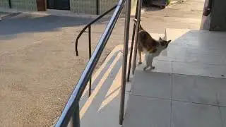 Bostanas e satula!