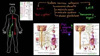 Autonomic Nervous System | Khan Academy in Spanish
