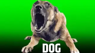 Dog Barking Green Screen Video || Green Screen || Chroma Key || Content To Creators