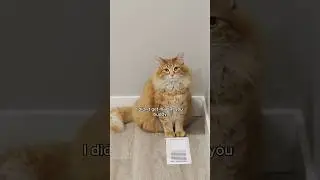 Even wizards have a misstep from time to time 😅 #cat #cutecat #cute #catvideos #cuteanimal #animals