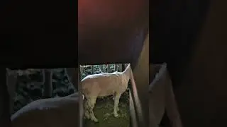 sneaky sheep 