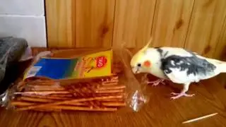 Parrots  /  Papūgos nimfos