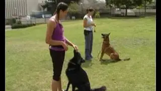 lolidog- אילוף כלבים