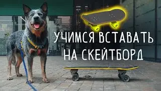 Учу собаку вставать на скейтборд | Австралийский хилер