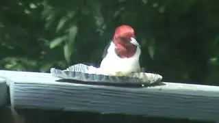 Red headed woodpecker in our village! We love him!
