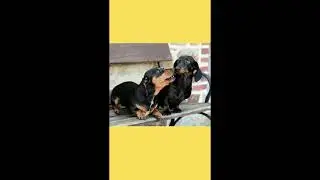 Dachshund conheça o perfil dessa raça #shorts