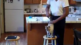 Katana the Jumping Cat