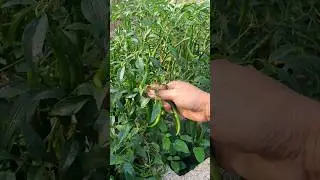 Showing long hot cayenne pepper #homegarden #new #hobby  #gardening #pepper #harvesting