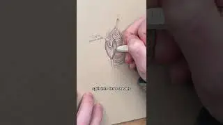 How To Draw The Deltoid Shoulder Muscle.