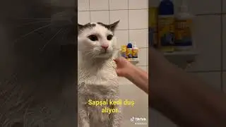 komik kedi videosu #shorts #komikkedivideoları #serserikeditv