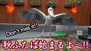 【本日スタート!秋のふたば】朝から動きまくるハシビロコウふたばちゃん!【秋のふたば2024-1】Futaba,the Shoebill   autumn 2024-1