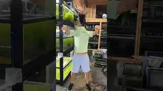 Have I Lost My Head? 😄🦅🥷👾 #aquariumfishkeeping #finsnfury #boxing