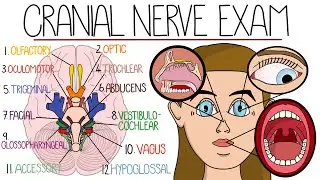 The Cranial Nerve Examination (Includes Name & Function Mnemonics)