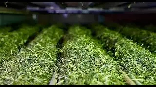 Amazing Japanese Tea Production Process! What Are the Secrets Behind Tea Leaves Reaching Your Cup?