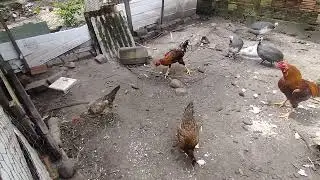 Dando comida pras galinhas!