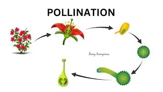 Pollination | Self Pollination | Flower Reproduction | Stigma | Cross Pollination