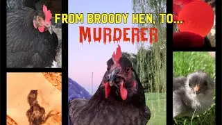When Broody Hens are Bad Moms! #chickens #backyardchickens #babychicks #raisingchickens
