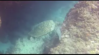 Saint Gilles - Passe de l'Ermitage | Scuba diving