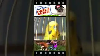 Cat Ships Bird to Siberia