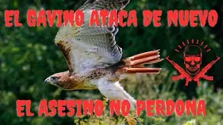 El Gavino ataca de nuevo, mata un pichón en el voladero. Empezamos en febrero si lo permite el HP