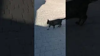 Красивый толстый кот, что у ларька с шаурмой живёт. 