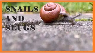 Amazing Snail and Beautiful Slug Compilation 😁🤩 | Mollusca | 달팽이와 민달팽이 | Pure Nature